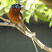 Madagascar Paradise-Flycatcher